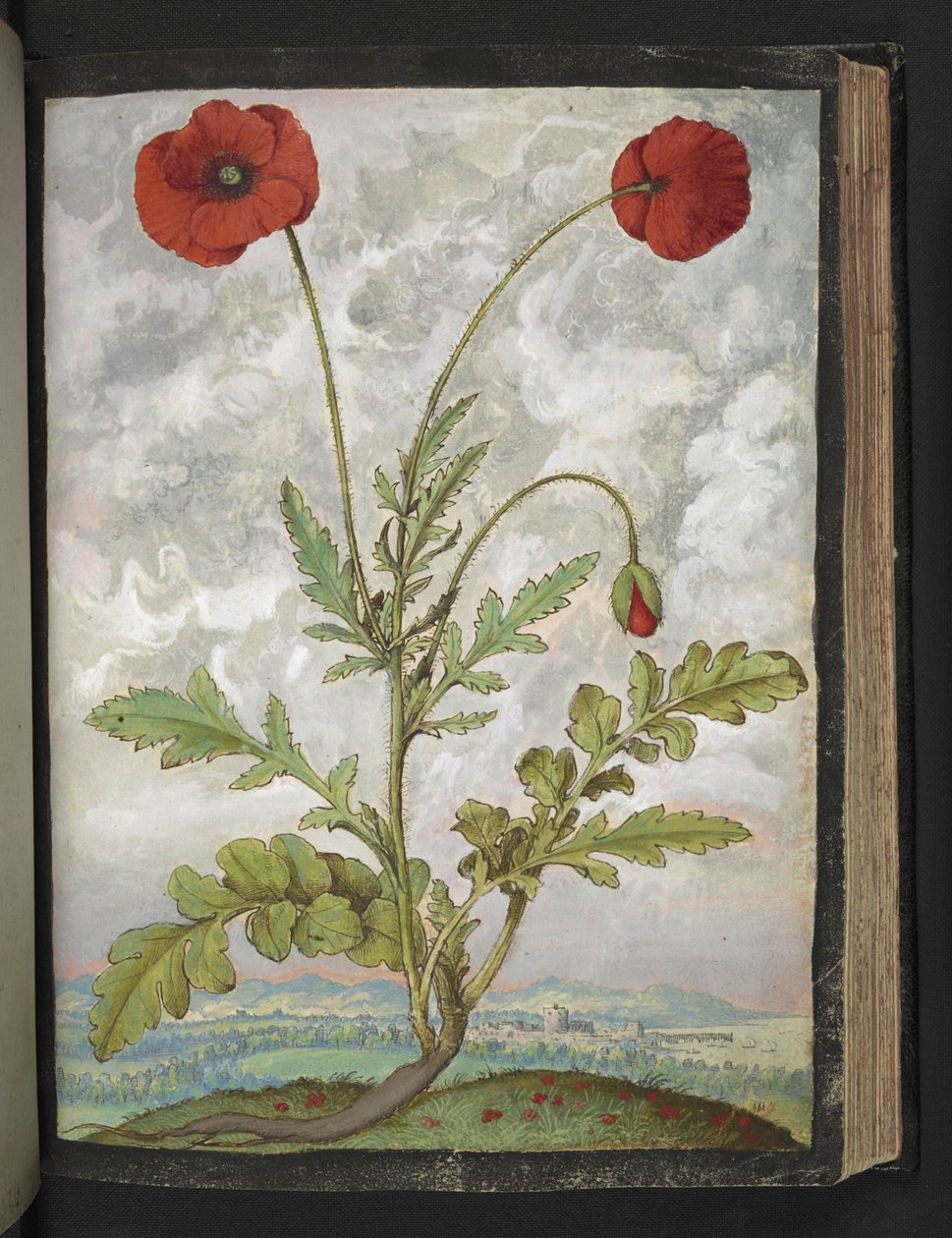 Papaver rhoeas (Haşhaş), Gherardo Cibo tarafından yazılan "Roma Devletlerinin Flora Tabloları"ndan, MS 22333, f107r, c.1564-84 ekleyin (kağıt üzerine suluboya ve guaj) by Gherardo Cibo