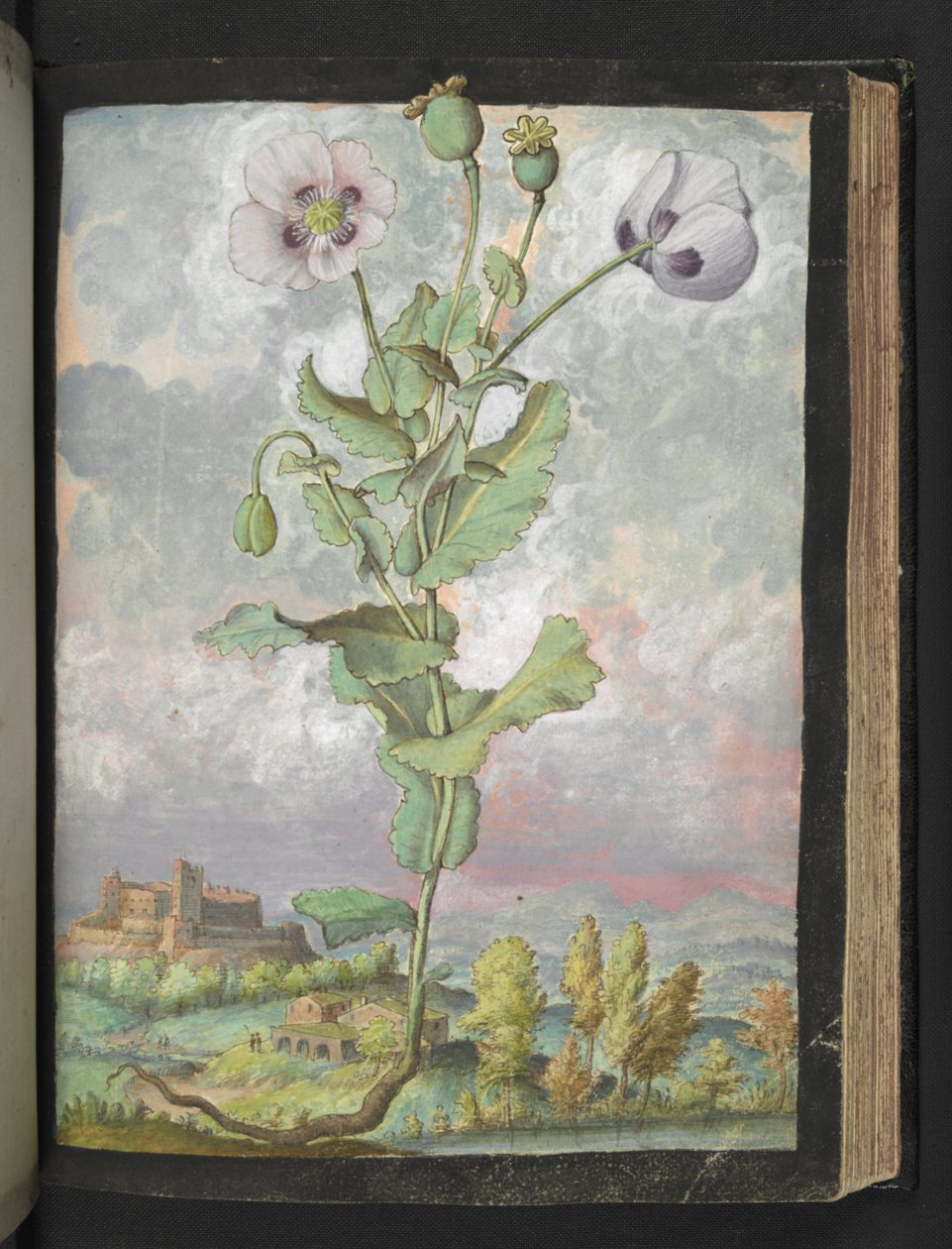 Papaver somniferum: Gherardo Cibo