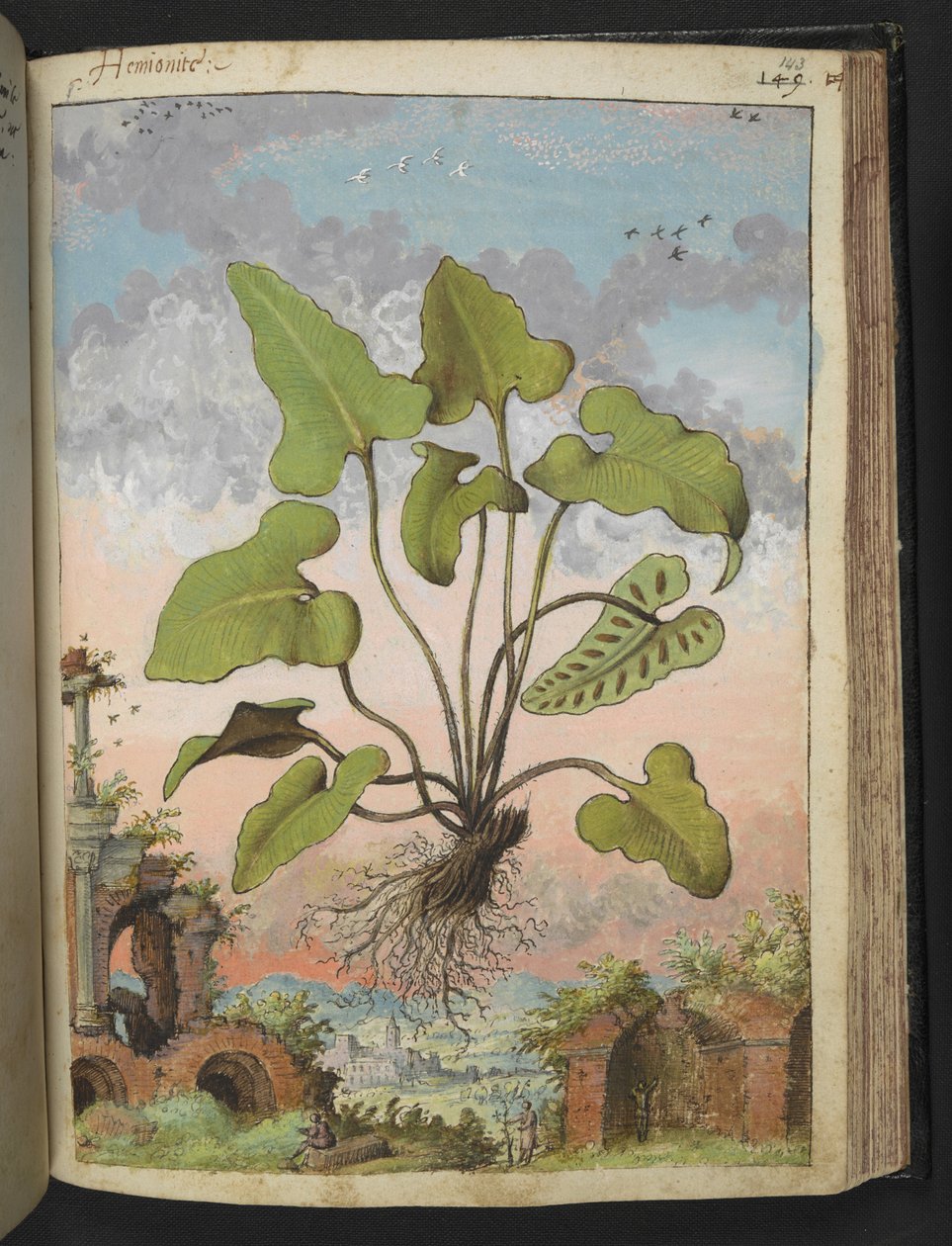 Phyllitis hemionitis, Gherardo Cibo