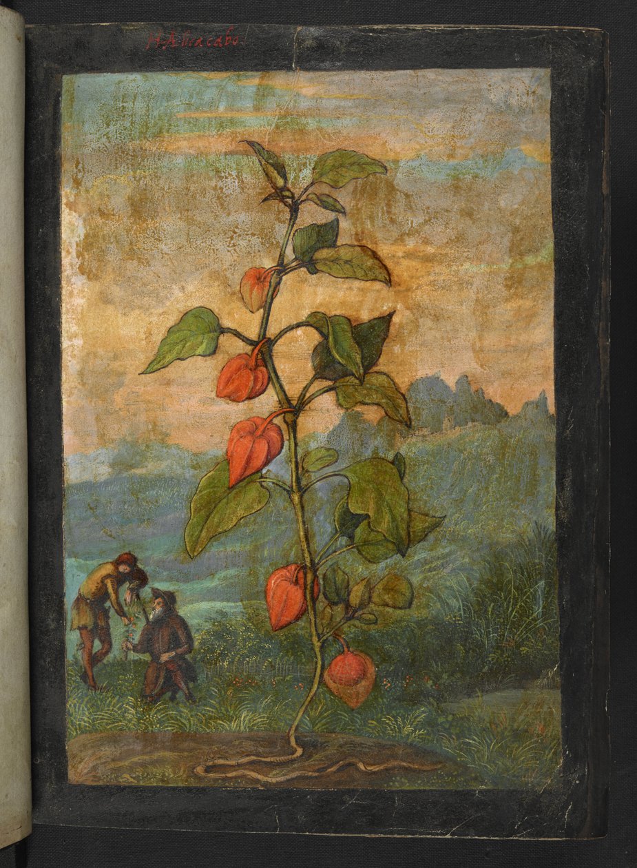 Physalis alkekengi: Gherardo Cibo