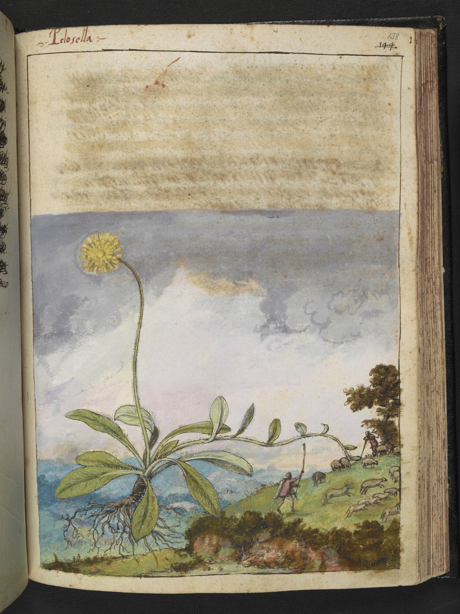 Pilosella officinarum, Gherardo Cibo