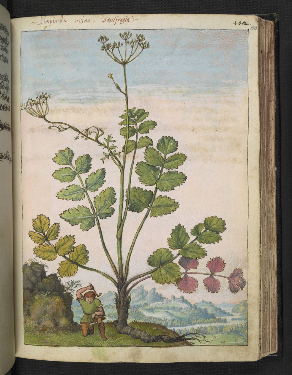 Pimpinella major, Gherardo Cibo tarafından yazılan "Roma Devletlerinin Flora Tabloları"ndan, MS 22333, f100r, c.1564-84 ekleyin (kağıt üzerine suluboya ve guaj) by Gherardo Cibo