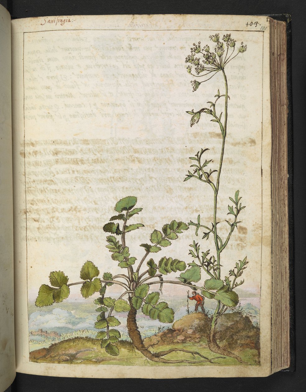 Pimpinella saxifraga, Gherardo Cibo