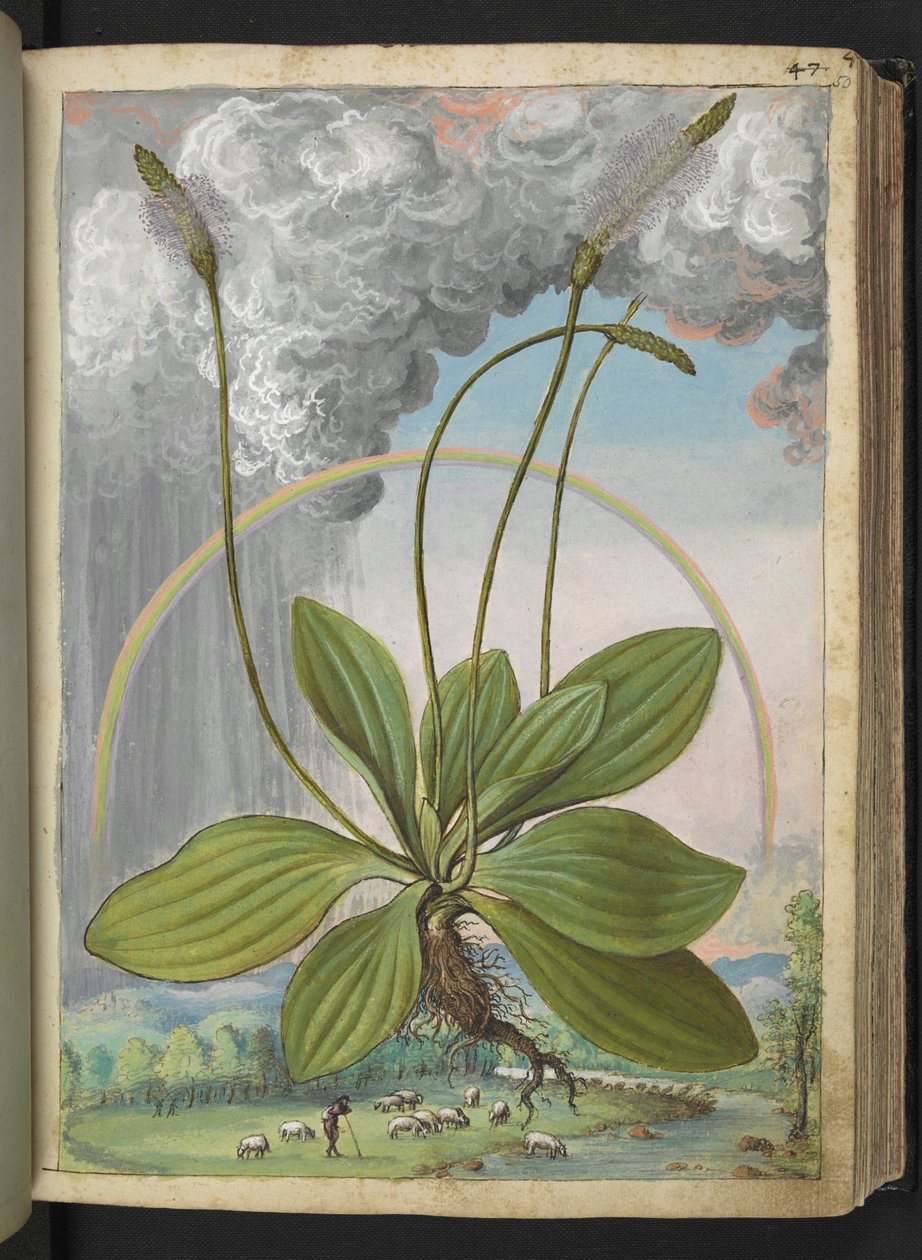 Plantago media, Gherardo Cibo