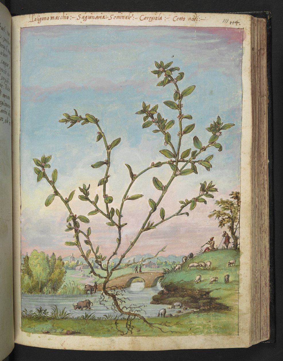 Polygonum aviculare, Gherardo Cibo