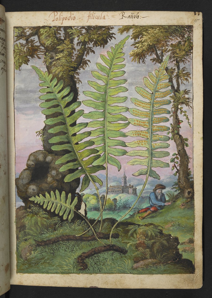 Polypodium, Gherardo Cibo