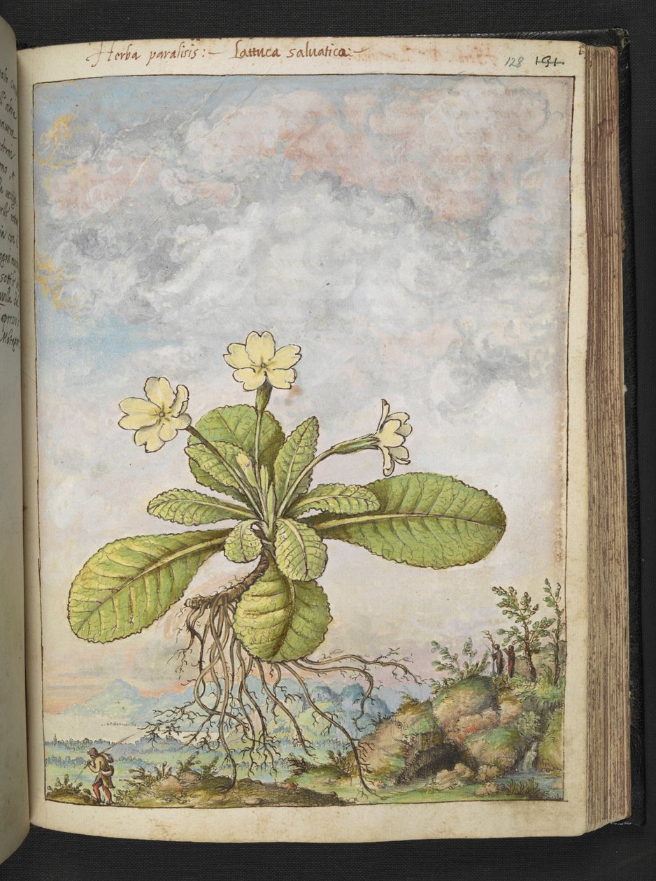 Primula vulgaris, Gherardo Cibo