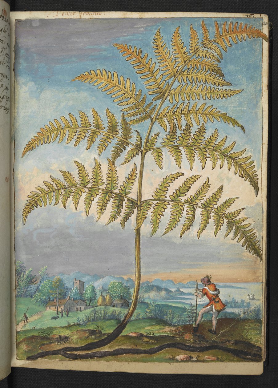 Pteridium aquilinum: Bir eğreltiotu, Gherardo Cibo