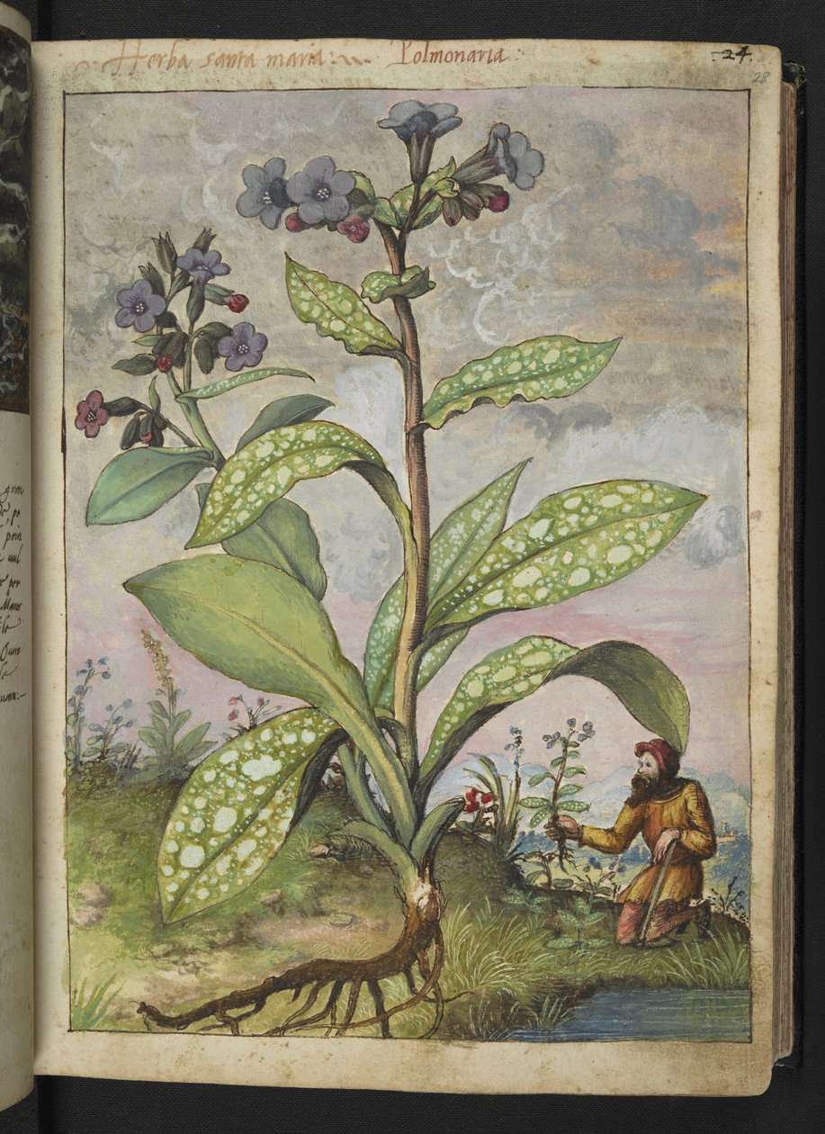Pulmonaria officinalis, Gherardo Cibo