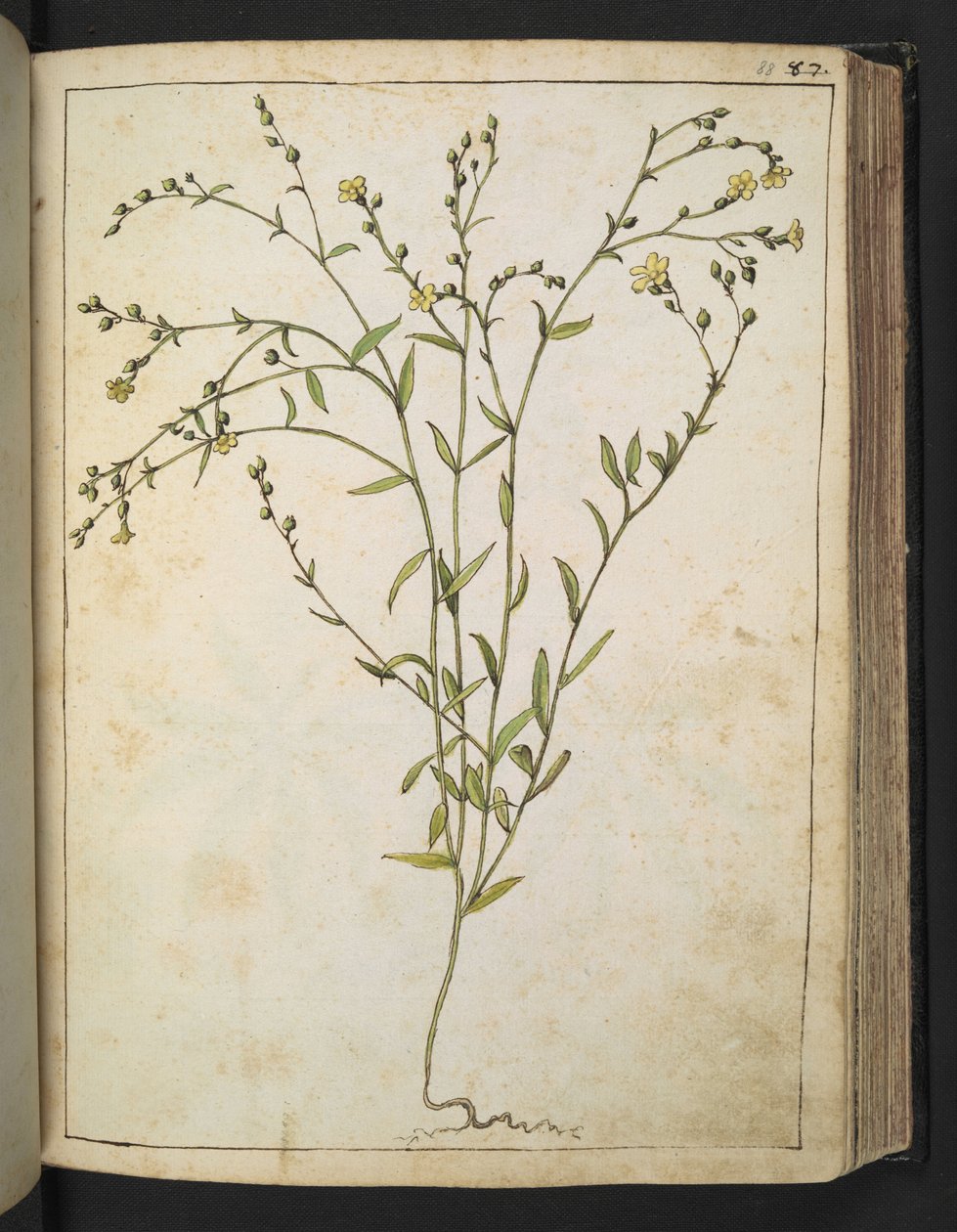 Ranunculus bulbosus: Gherardo Cibo