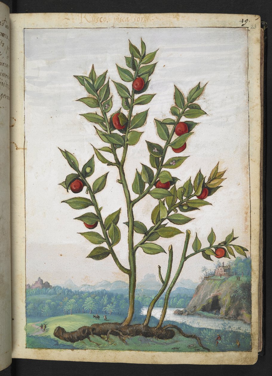 Ruscus aculeatus: Gherardo Cibo