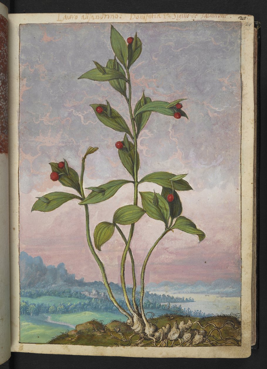 Ruscus hypoglossum: Gherardo Cibo