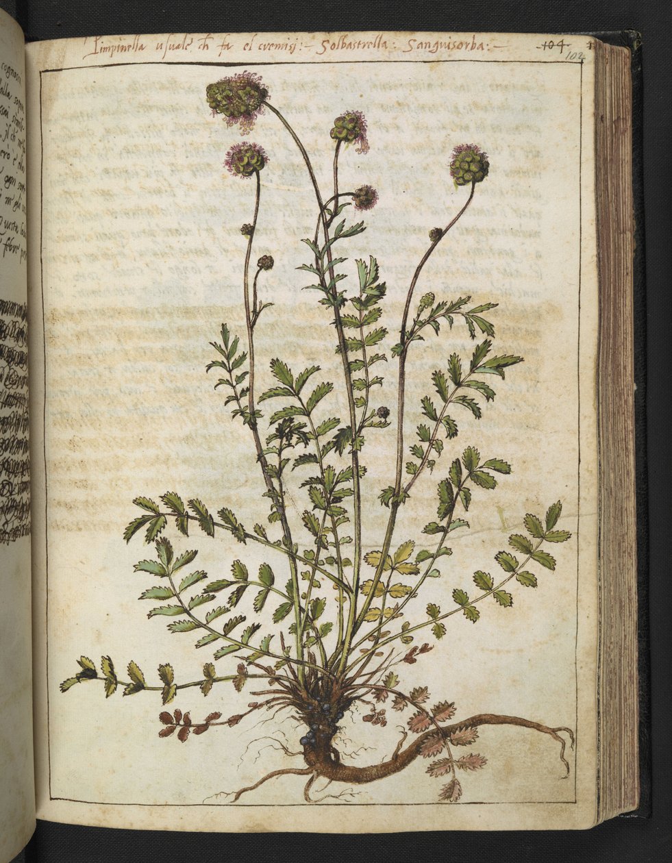 Sanguisorba minör, Gherardo Cibo