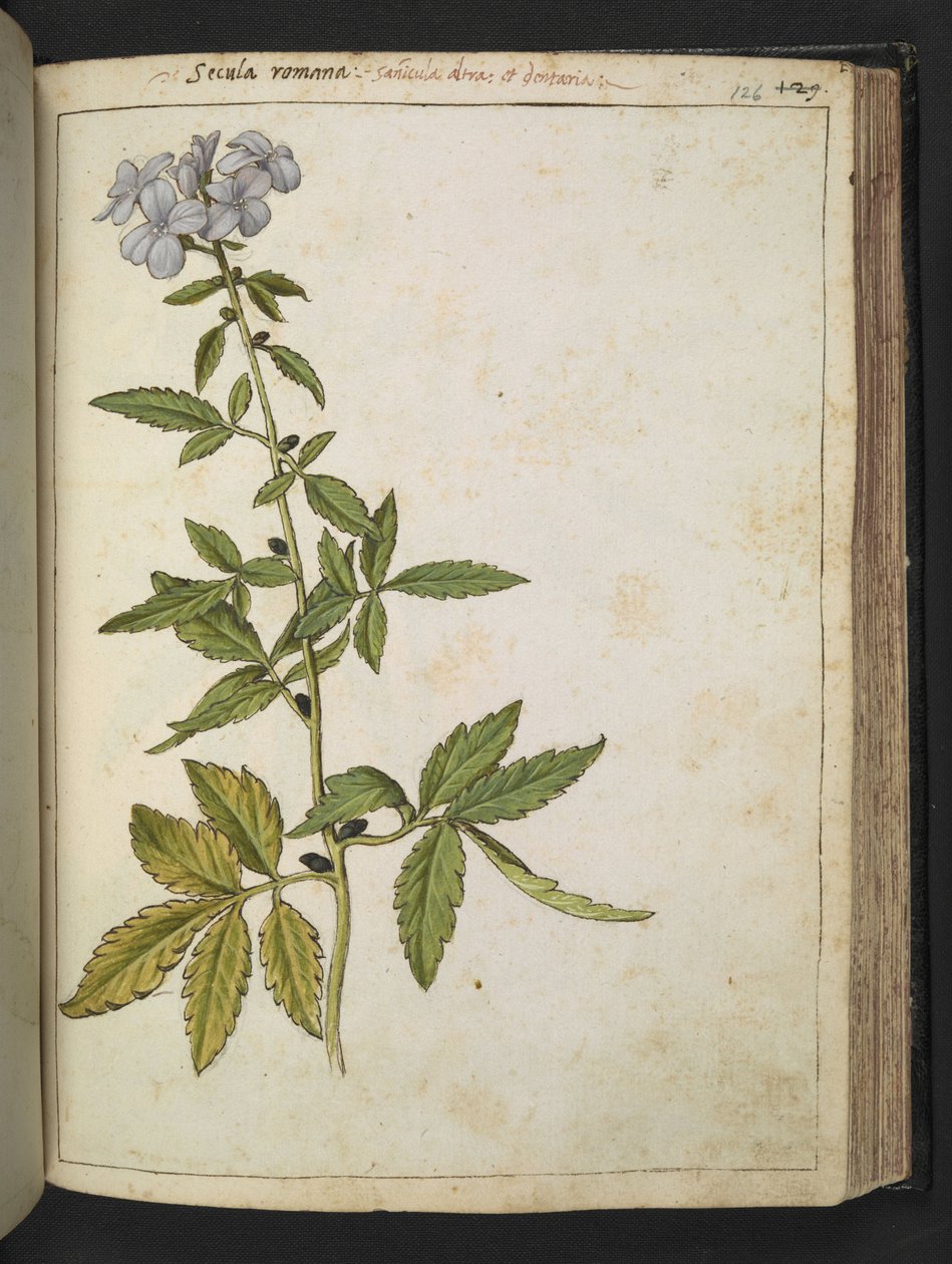 Sanicula, Gherardo Cibo
