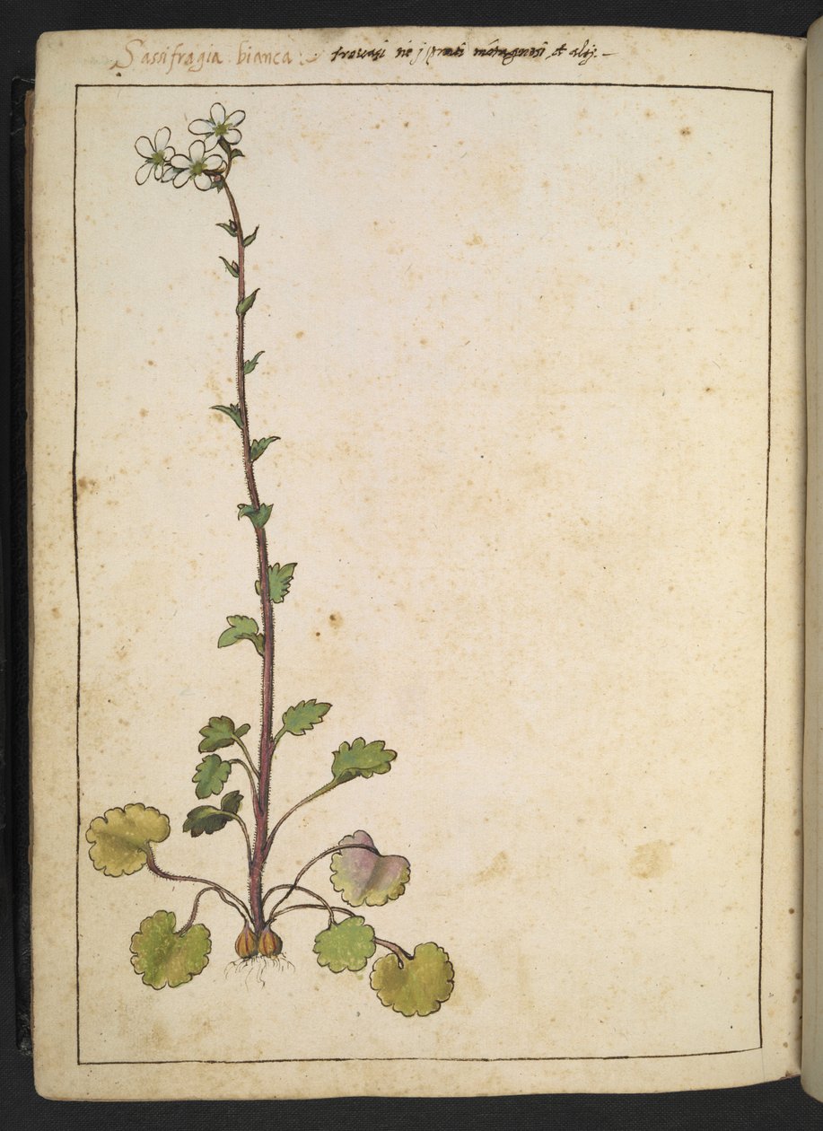 Saxifraga bianca, Gherardo Cibo