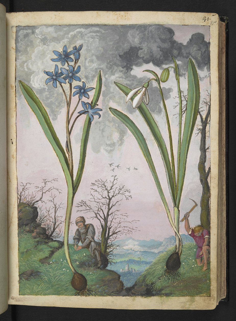 Scilla bifolia ve Galanthus nivalis, Gherardo Cibo