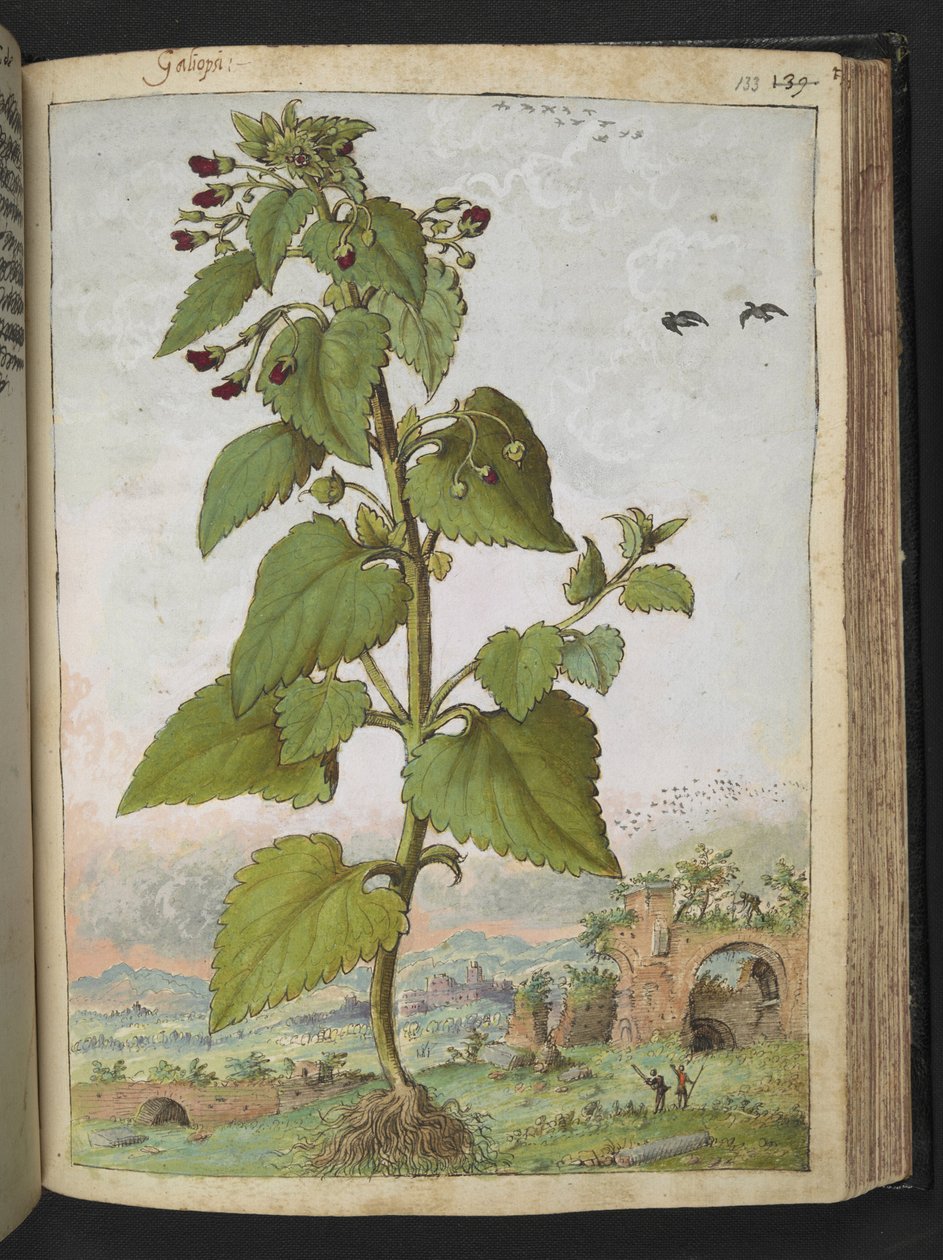 Scrophularia peregrina, Gherardo Cibo