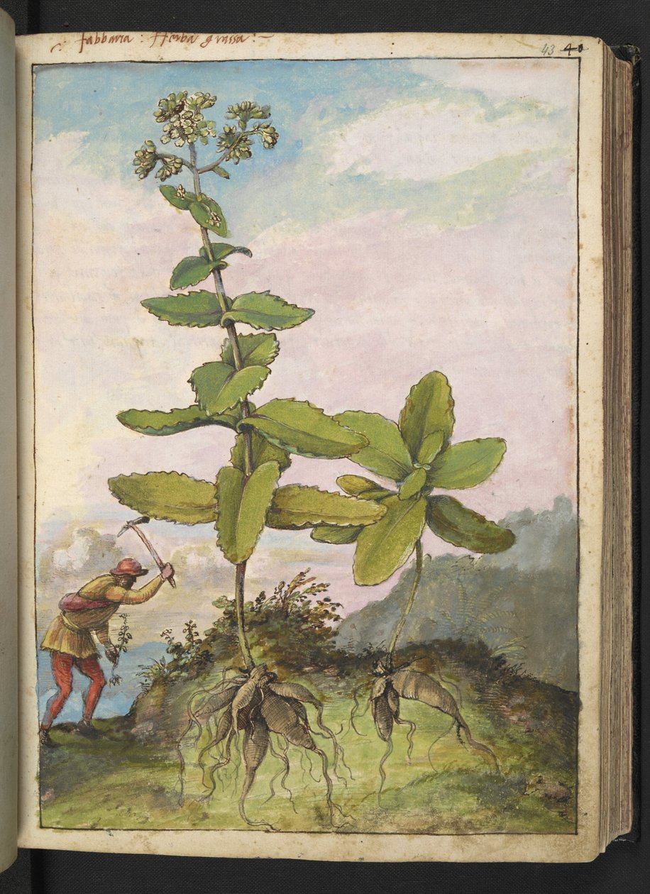 Sedum telephium, Gherardo Cibo
