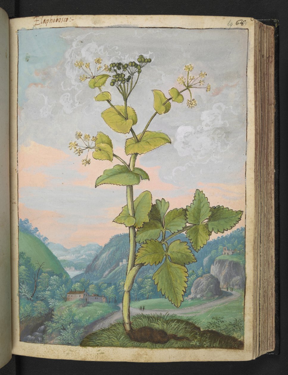 Smyrnium olusatrum, Gherardo Cibo