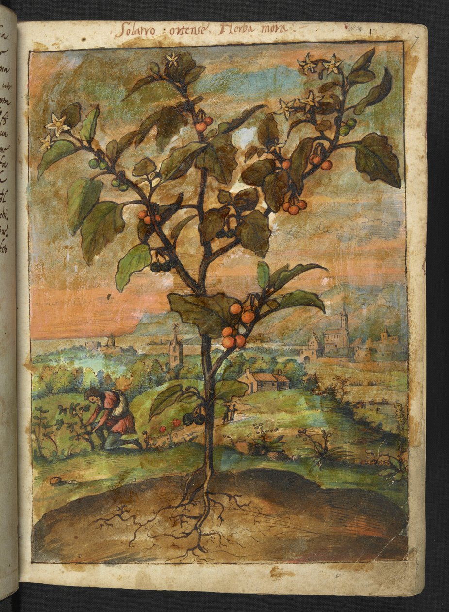 Solanum nigrum: Gherardo Cibo