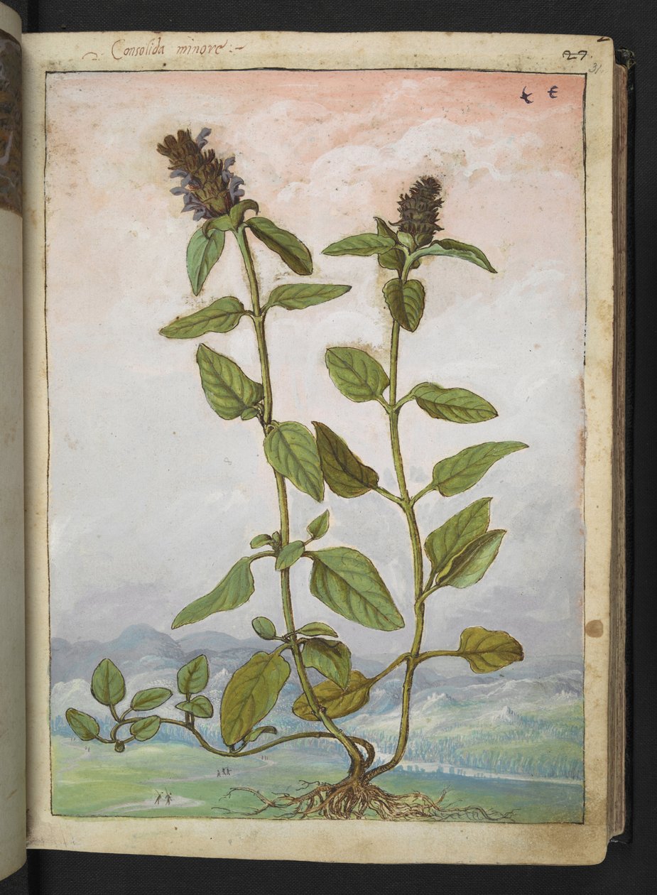 Symphytum bulbosum (Soğanlı Karakafes), Gherardo Cibo