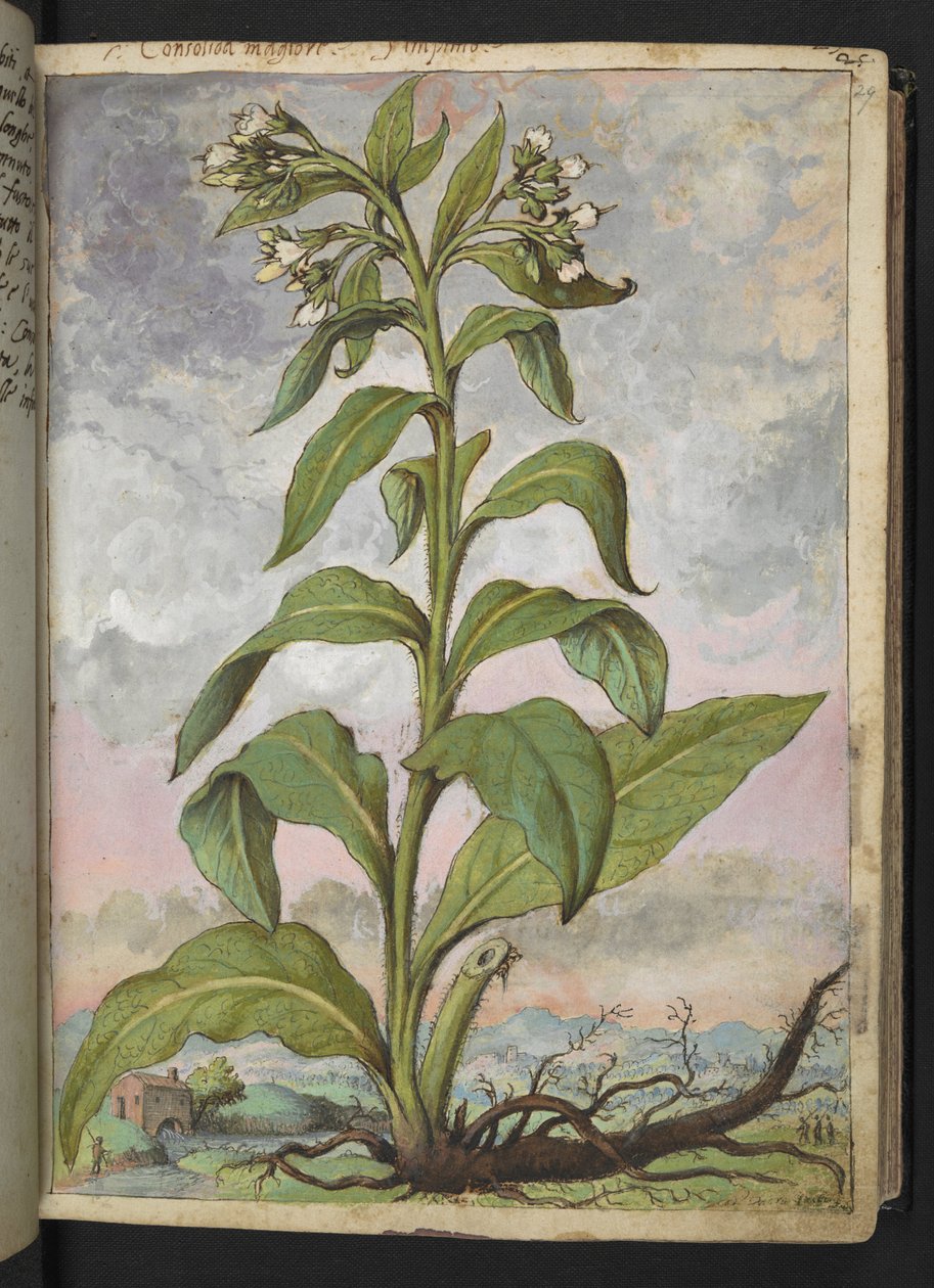 Symphytum officinale (Karakafes), Gherardo Cibo