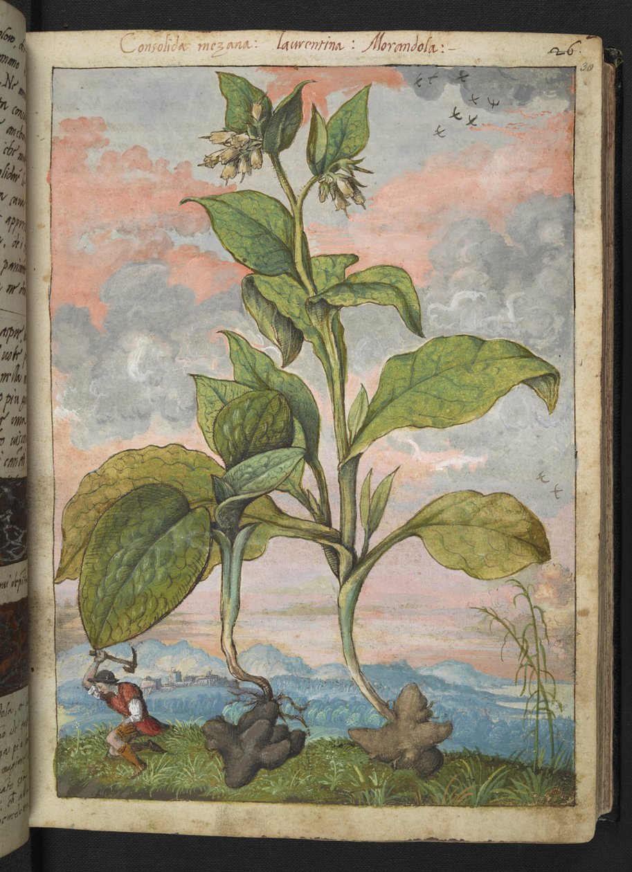 Symphytum tuberosum, Gherardo Cibo
