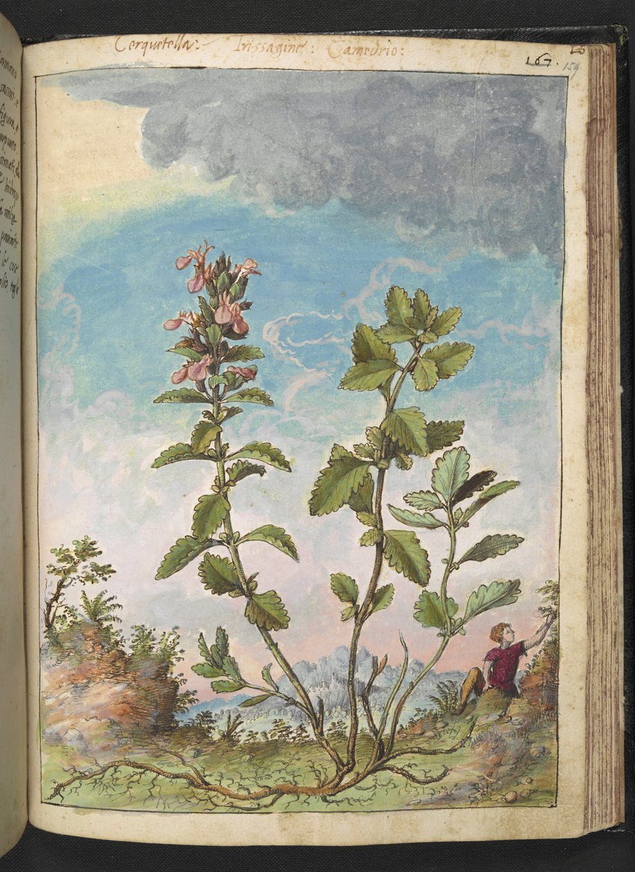 Teucrium chamaedrys (Duvar Germander), Gherardo Cibo