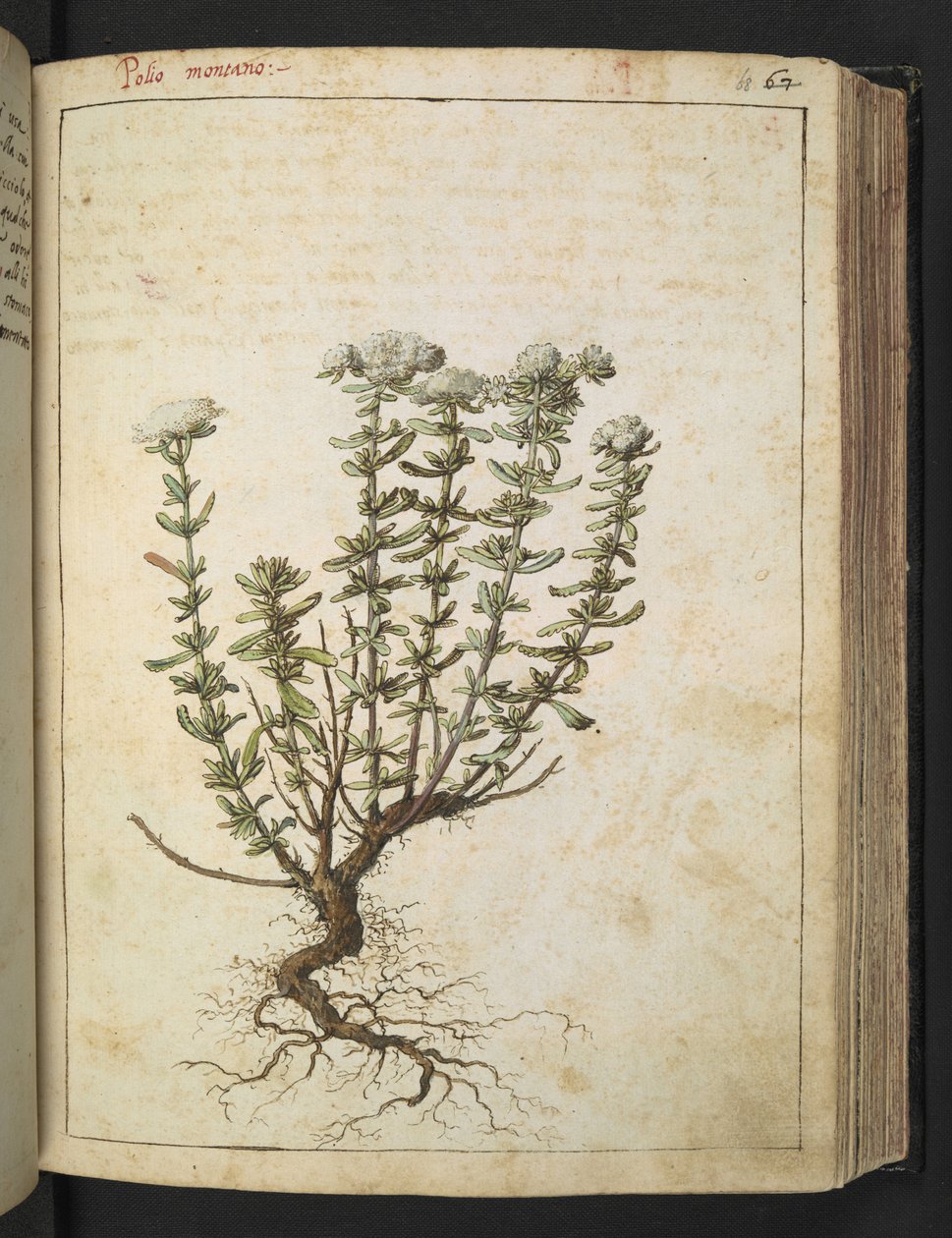 Teucrium montanum, Gherardo Cibo