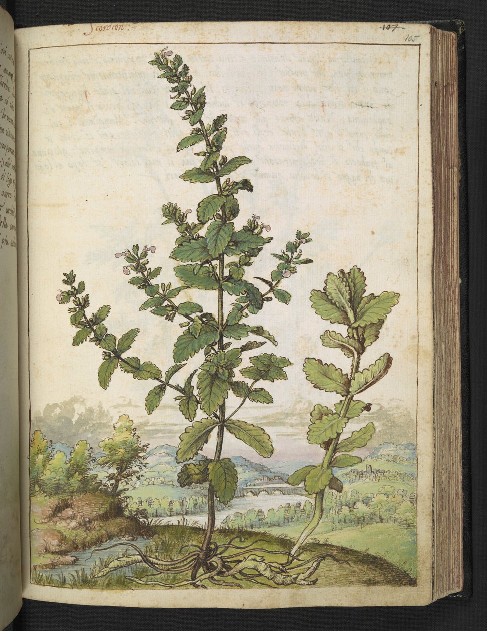 Teucrium scordium, Gherardo Cibo