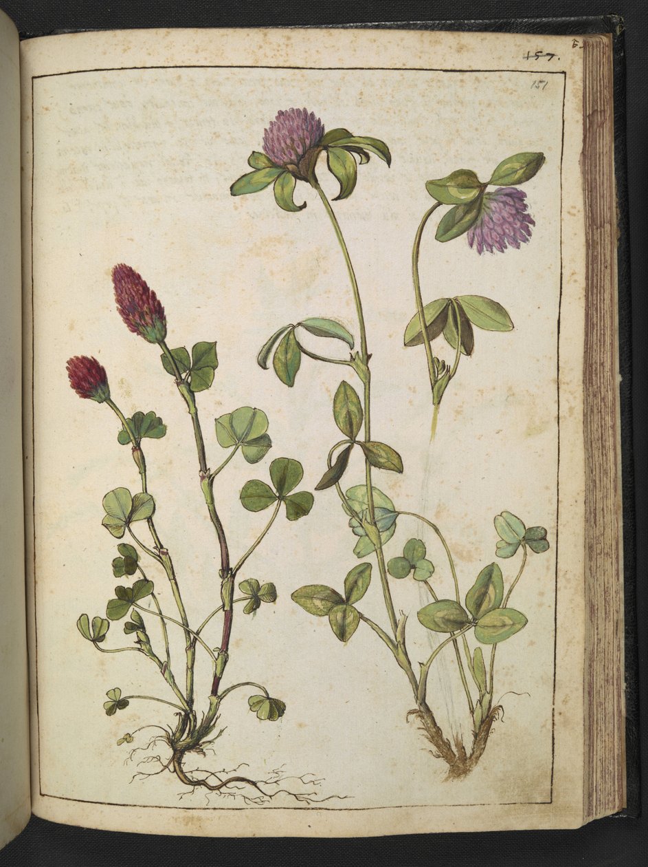 Trifolium incarnatum ve Trifolium pratens, Gherardo Cibo