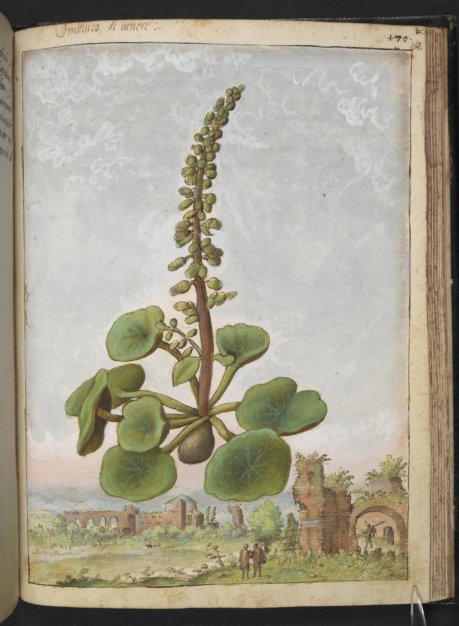 Umbilicus rupestris (Navelwort): Yenilebilir çiçekli bitki, Gherardo Cibo tarafından yazılan "Roma Devletlerinin Flora Tabloları"ndan, MS 22333, f162r, c.1564-84 ekleyin (kağıt üzerine suluboya ve guaj) by Gherardo Cibo