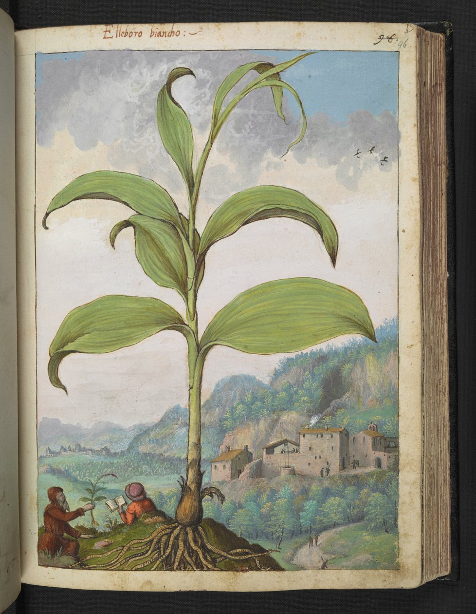 Veratrum nigrum, Gherardo Cibo