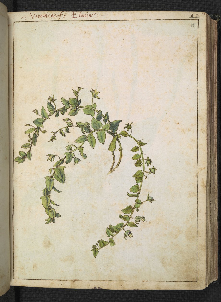 Veronica, Gherardo Cibo