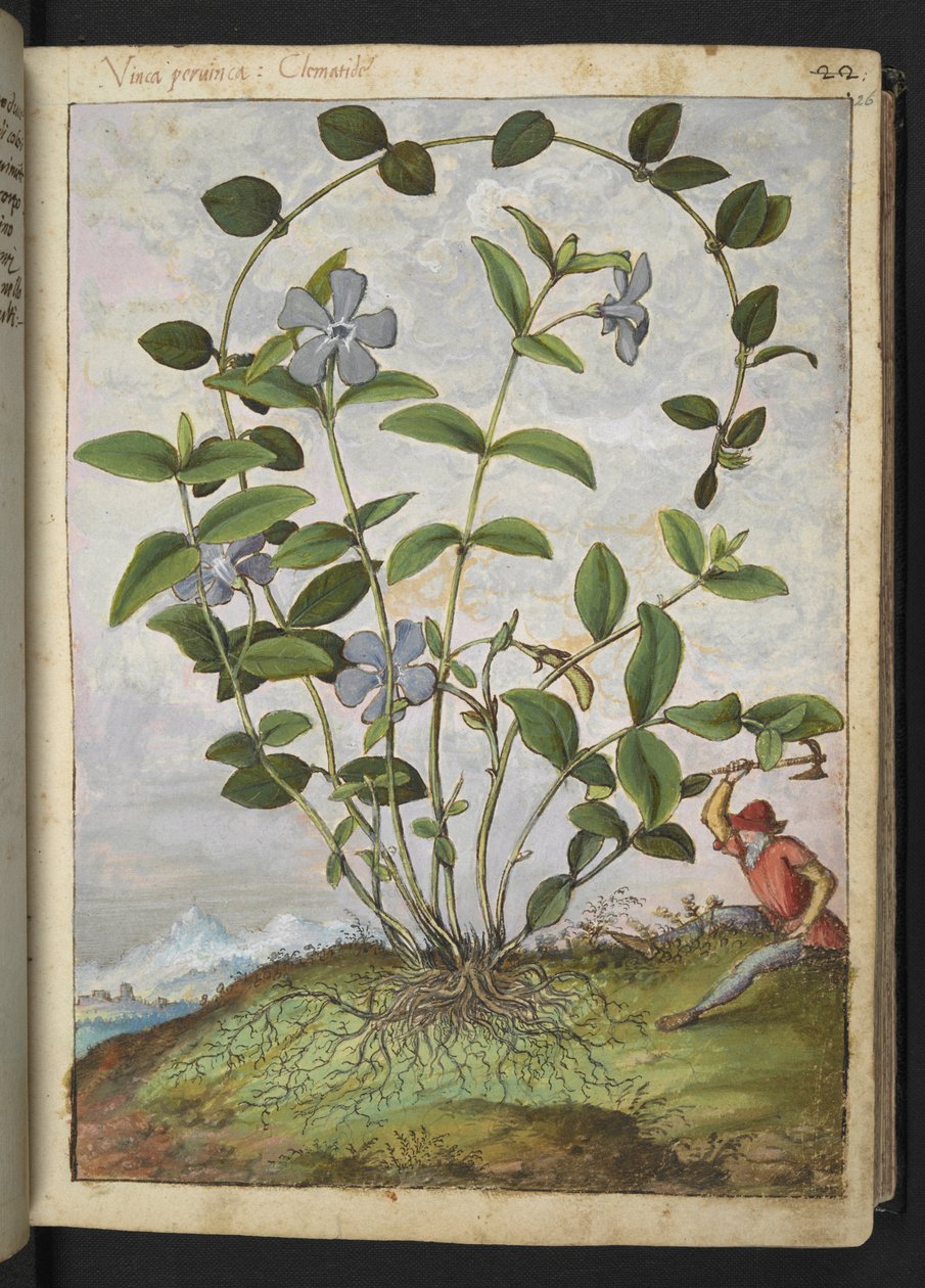 Vinca minör (Periwinkle), Gherardo Cibo