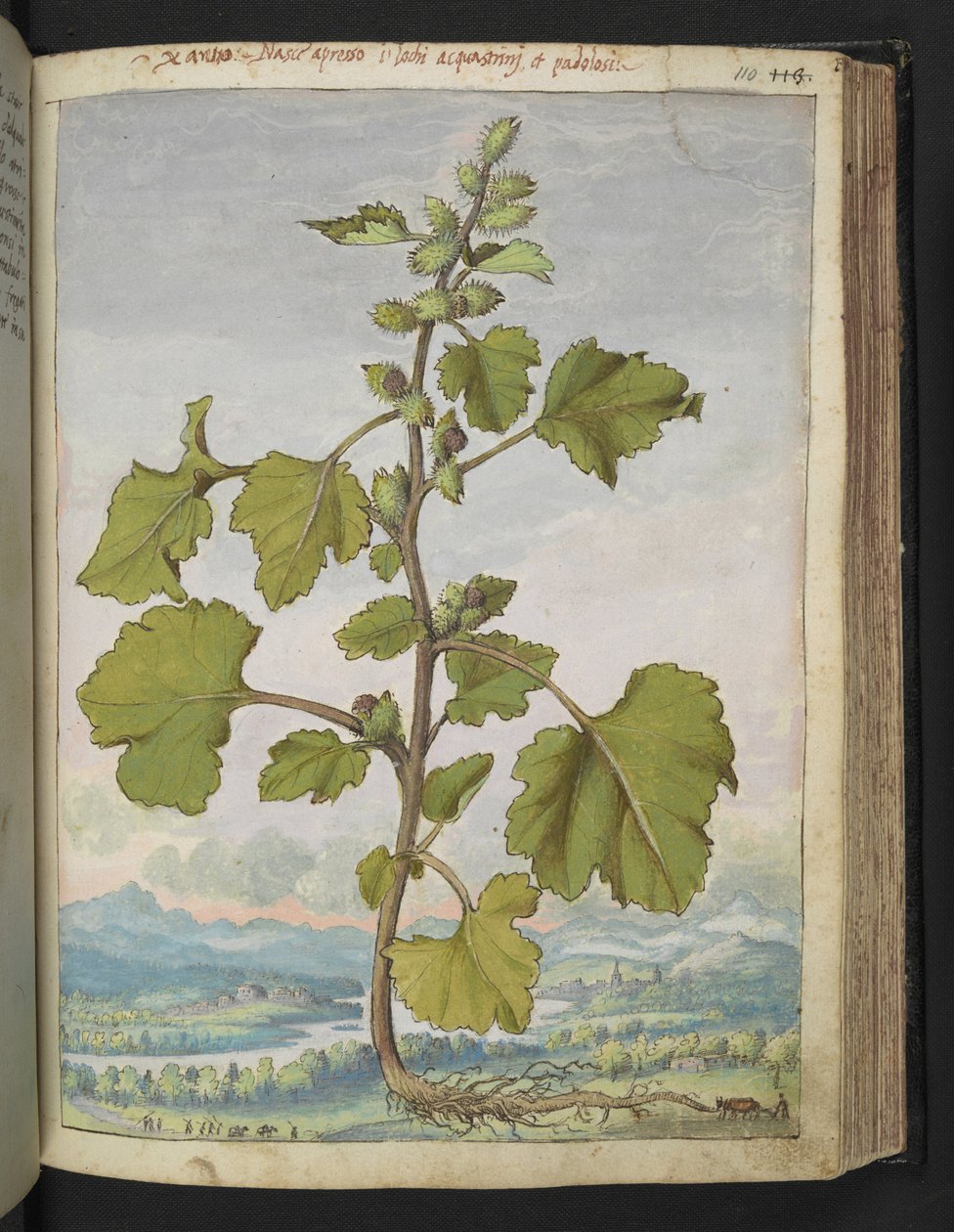 Xanthium strumarium, Gherardo Cibo