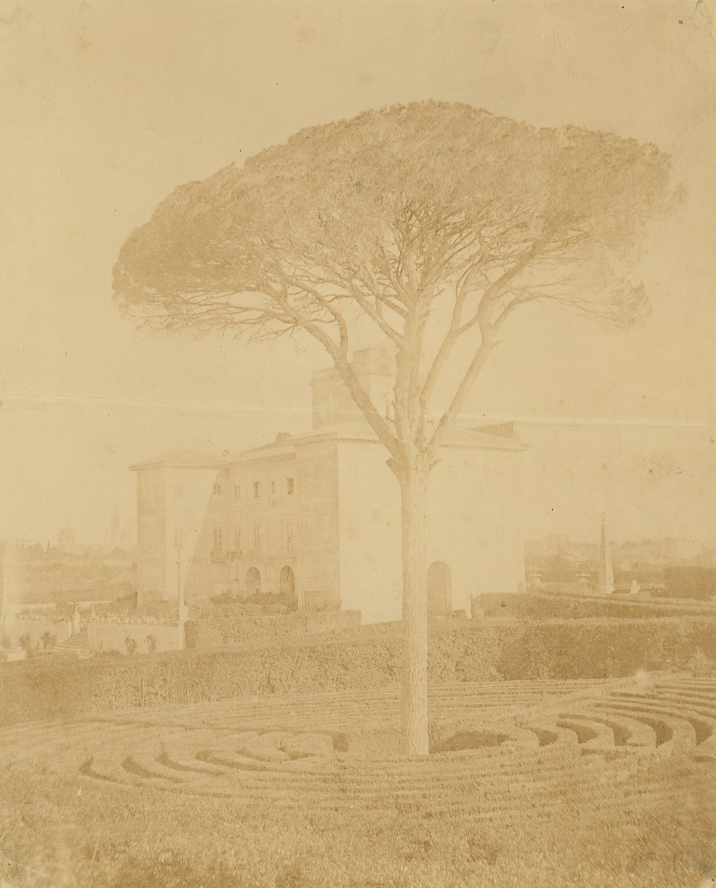[Palazzo Dışındaki Resmi Bahçedeki Ağaç], 1860