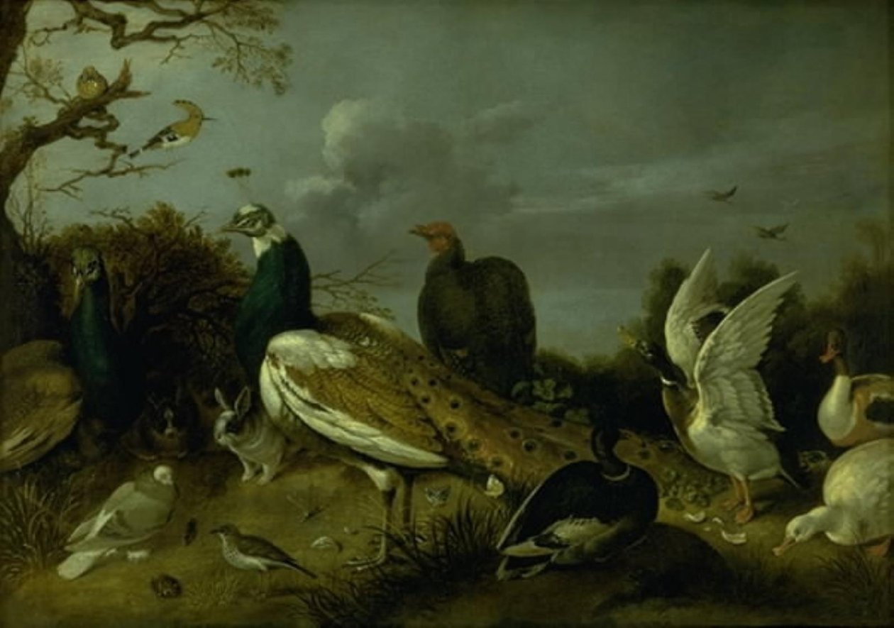 Tavus Kuşları, Ördekler ve Diğer Hayvanlar by Gijsbert Gillisz. de Hondecoeter