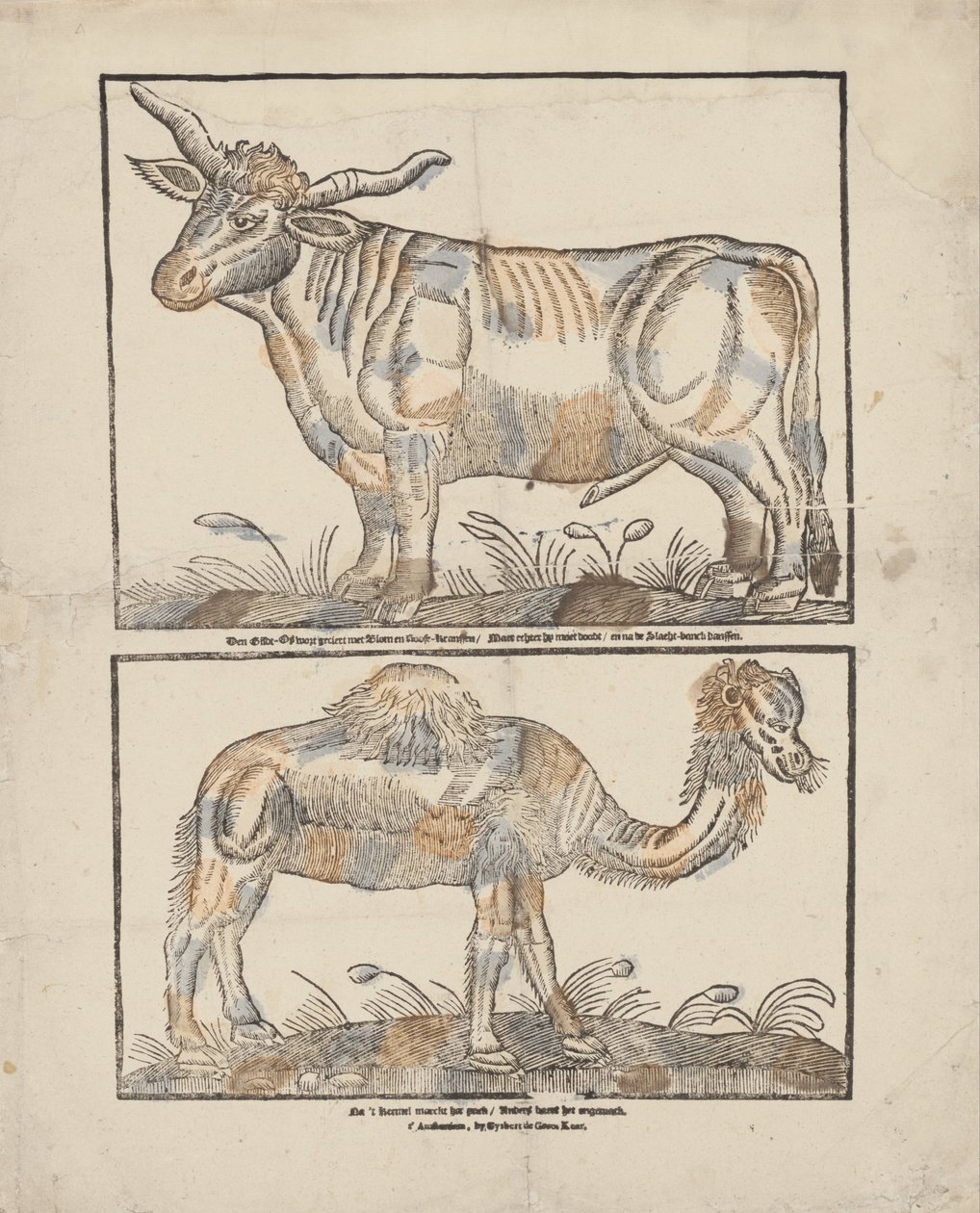 öküz ve deve by Gijsbert de Groot Keur