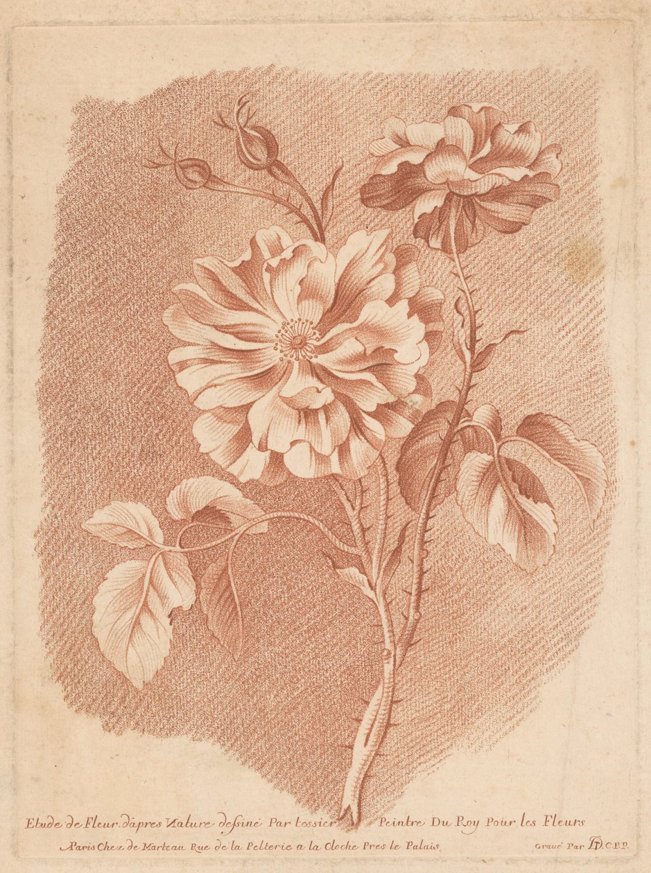 Bloemen Roy For Flowers ressamı Tessier tarafından çizilmiş Doğadan Sonra Çiçek Çalışması (nesne üzerindeki başlık) by Gilles Demarteau
