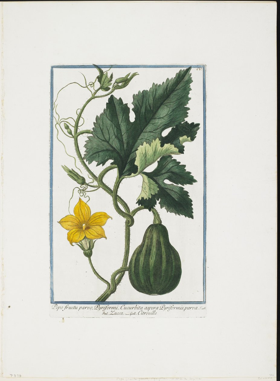 Bitkisel Baskı, Hortus Romanus