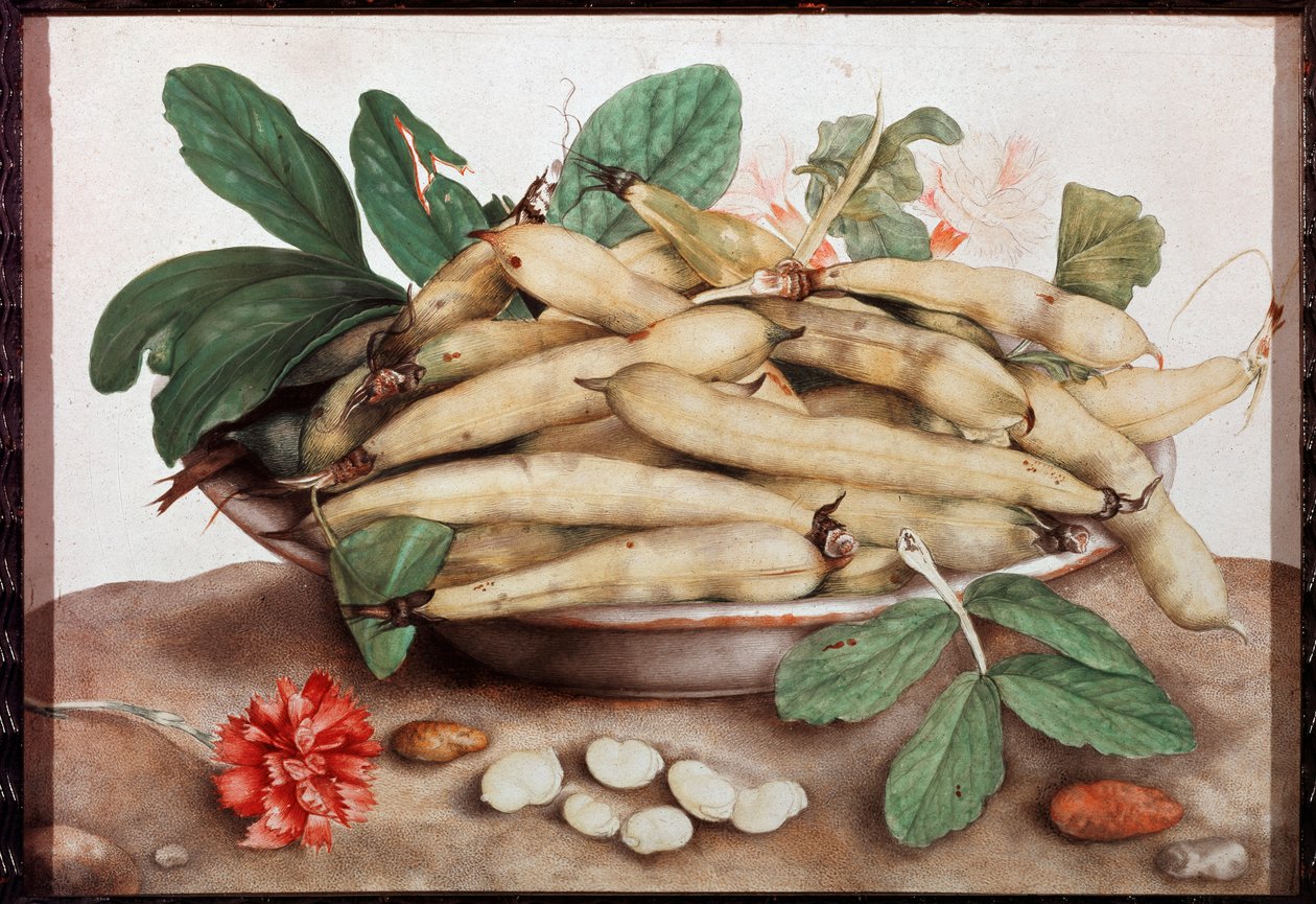 Fasulye Tabağı ile Natürmort Boyama Giovanna Garzoni (1600-1670) 17. yüzyıl Floransa. Palazzo Pitti. by Giovanna Garzoni