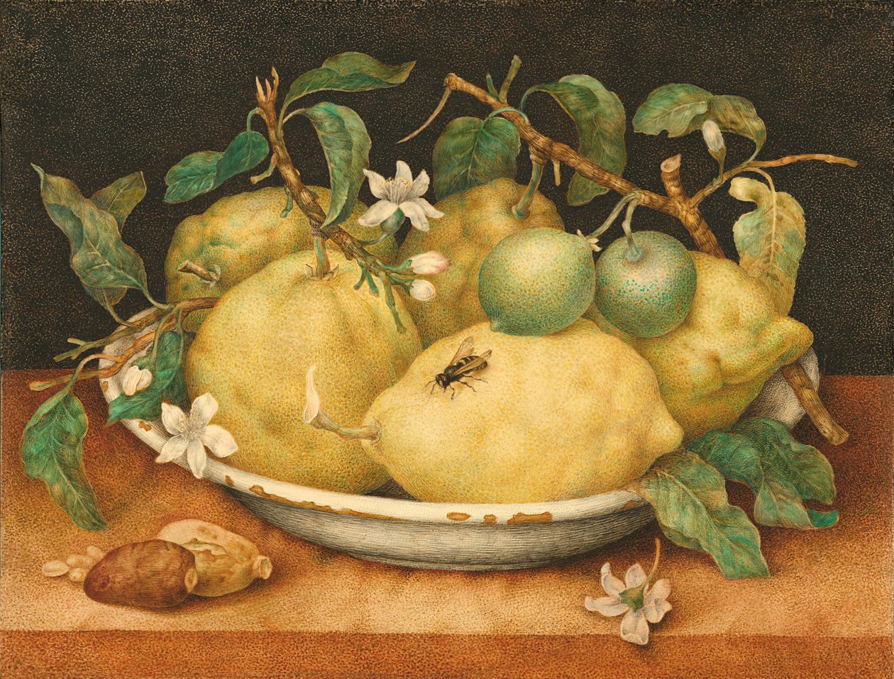 Bir Kase Narenciye ile Natürmort, c.1640 (parşömen üzerinde tempera) by Giovanna Garzoni
