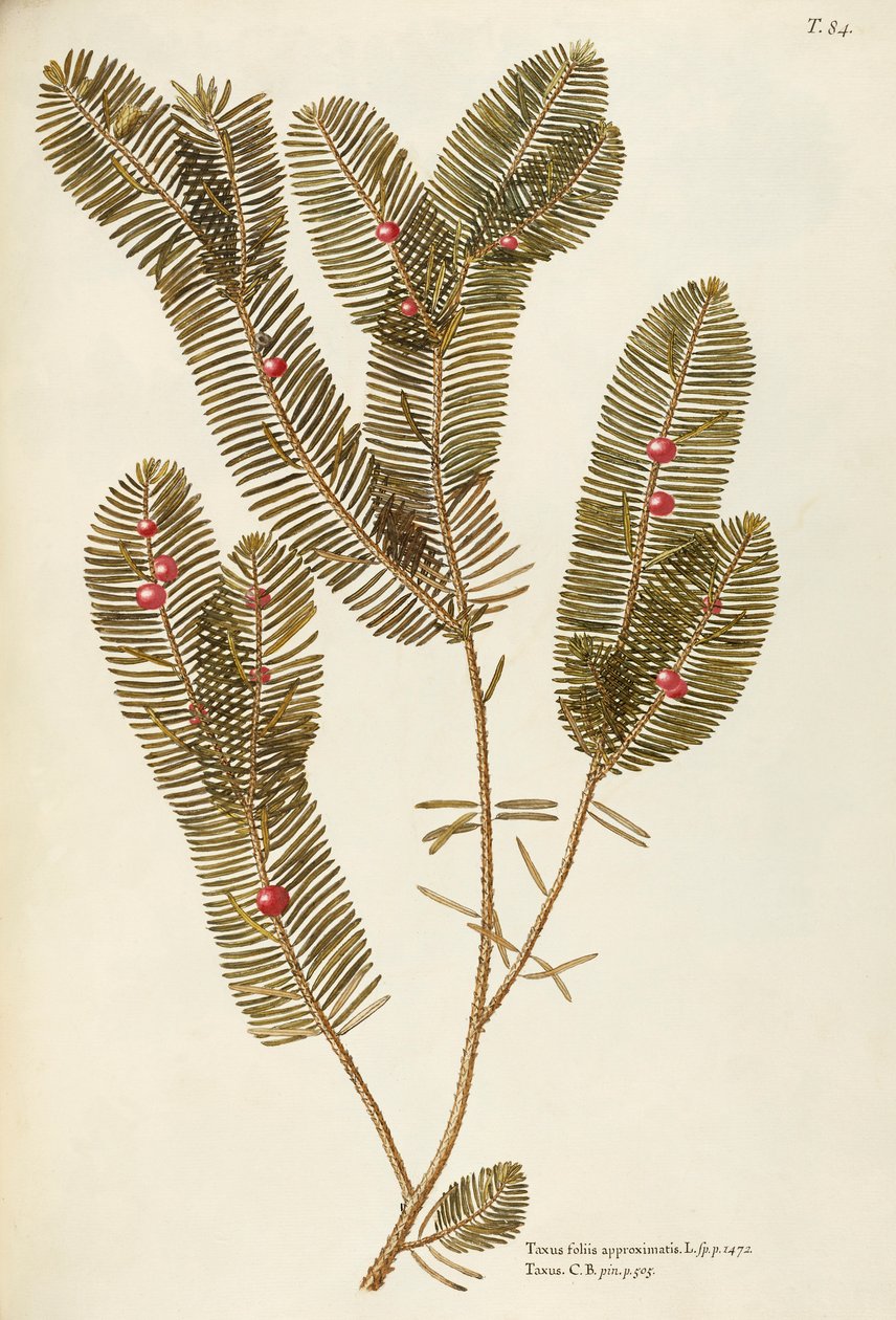 Avrupa Porsuk ağacı (Taxus baccata), Taxaceae, Giovanni Antonio Bottione, suluboya by Giovanni Antonio Bottione