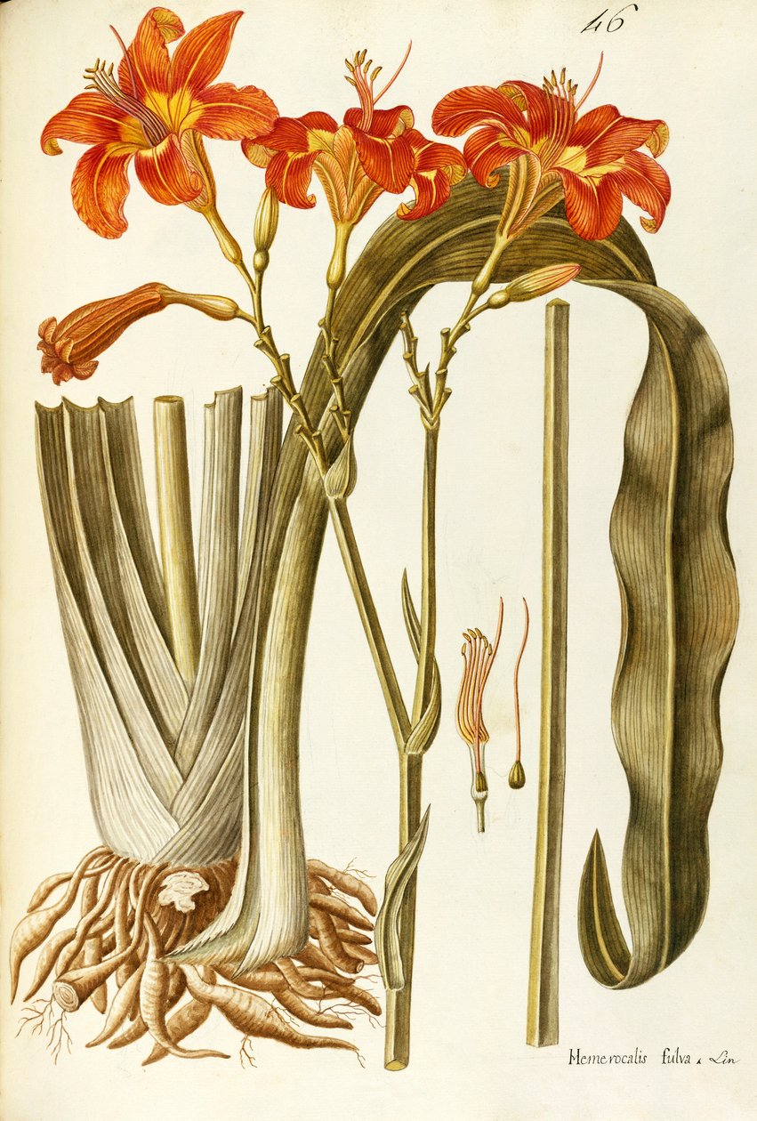 Turuncu Daylily (Hemerocallis fulva), Liliaceae, Giovanni Antonio Bottione, suluboya by Giovanni Antonio Bottione