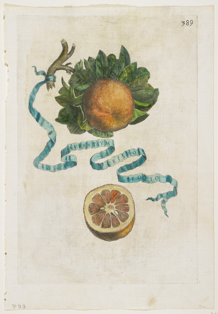 Aurantium Crispo Folio, Hesperides