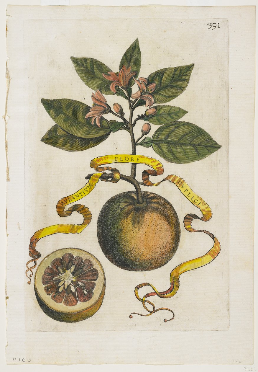 Aurantium Çift Flore, Hesperides