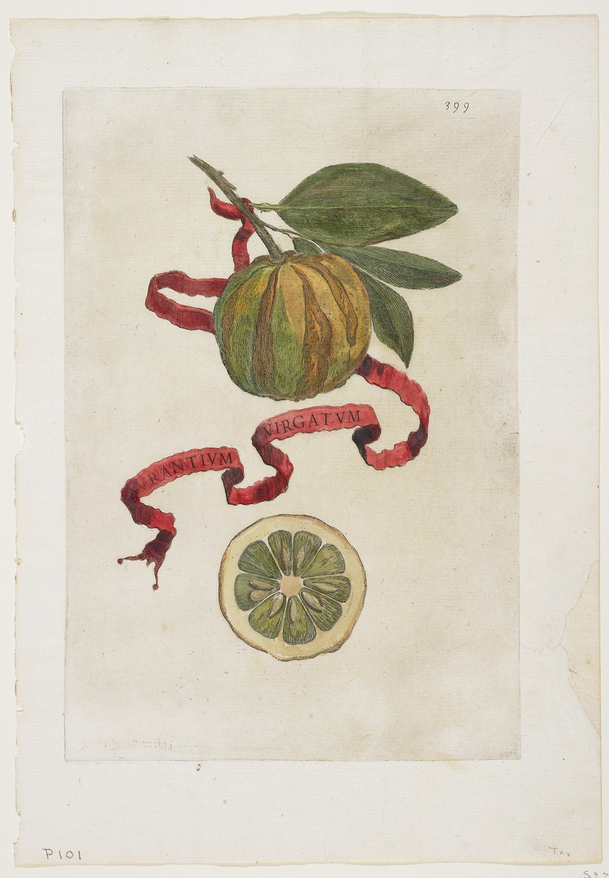 Aurantium Virgatum, Hesperides