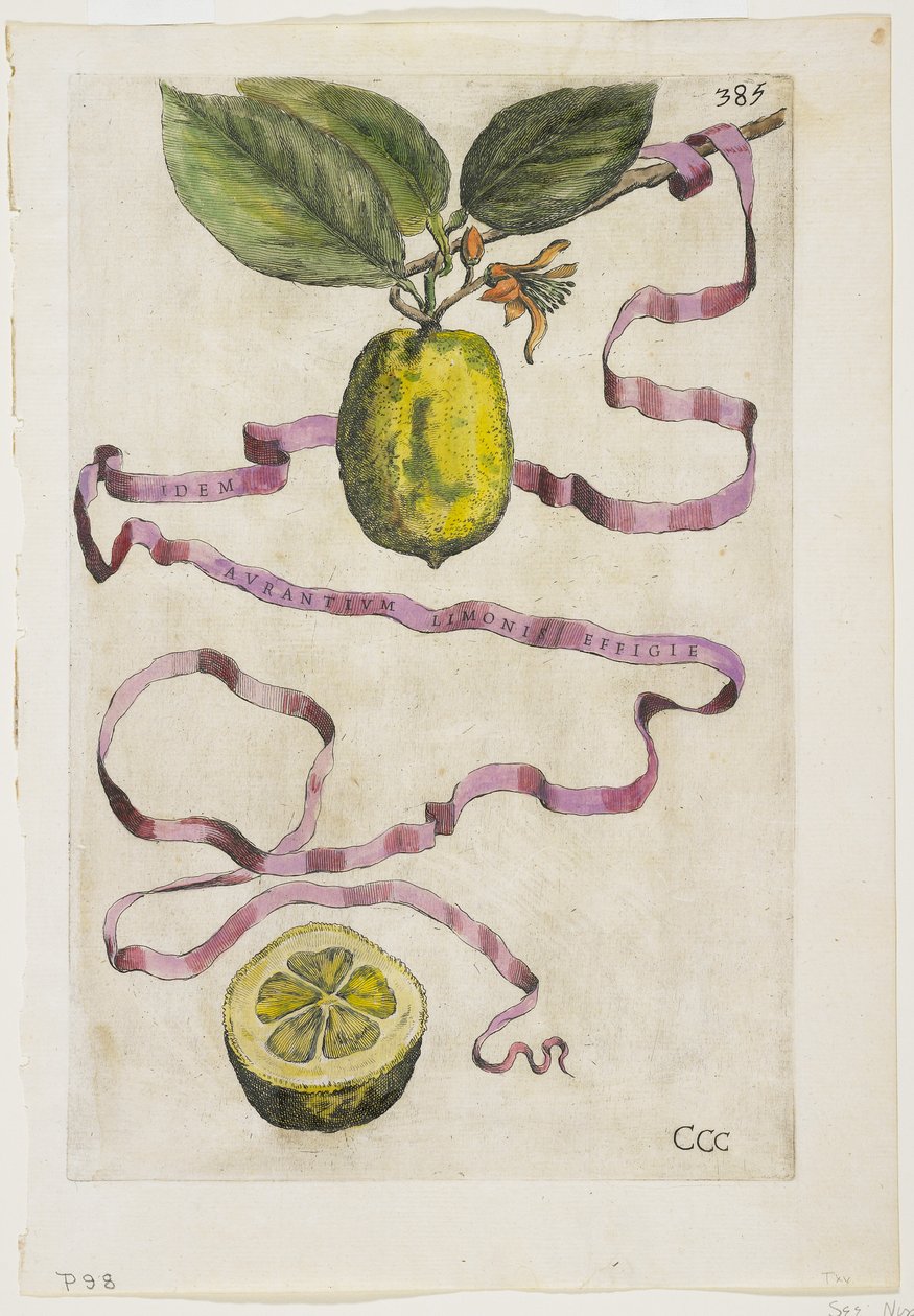 Limonis'in aynı turuncu görüntüsü, Hesperides'ten, 1646 by Giovanni Battista Ferrari