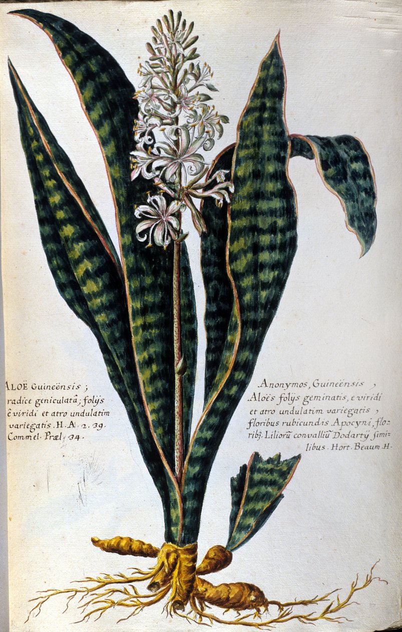 Aloe. Tıbbi bitki. Gravür - "Tıbbi uygulama, isimlendirme, açıklama ve erdemlerle ilgili Botanik veya Bitkilerin Pratik Tarihi..." by Giovanni Battista Morandi